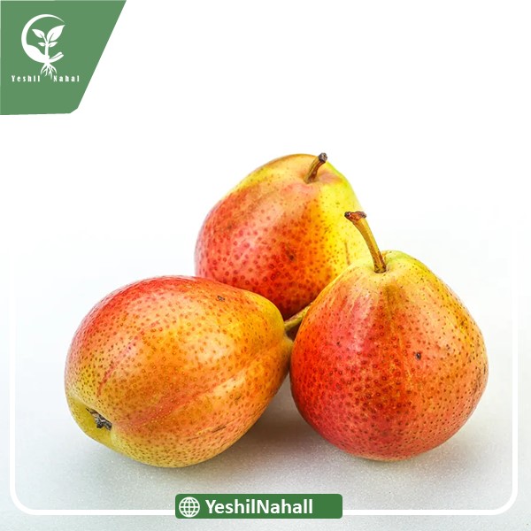 نهال گلابی نطنز